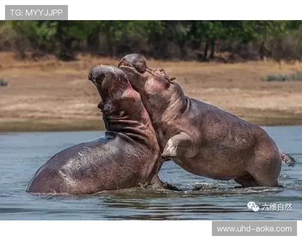 BMW锦标赛现罕见一幕:苍蝇“助攻”弗利特伍德推球入洞,助力其并列第四 BMW锦标赛现罕见一幕:苍蝇“助攻”弗利特伍德推球入洞,助力其并列第四